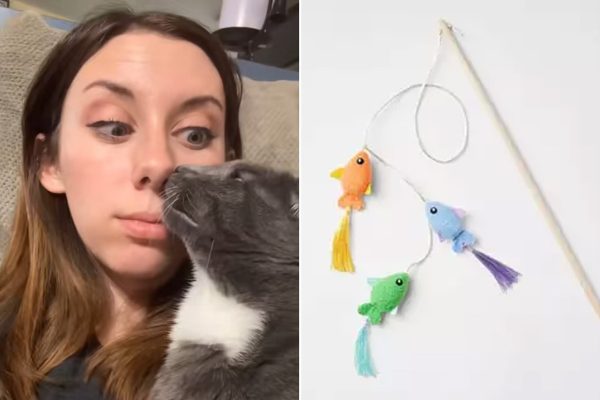 Heartbroken pet owner claims Target toy caused cat’s death