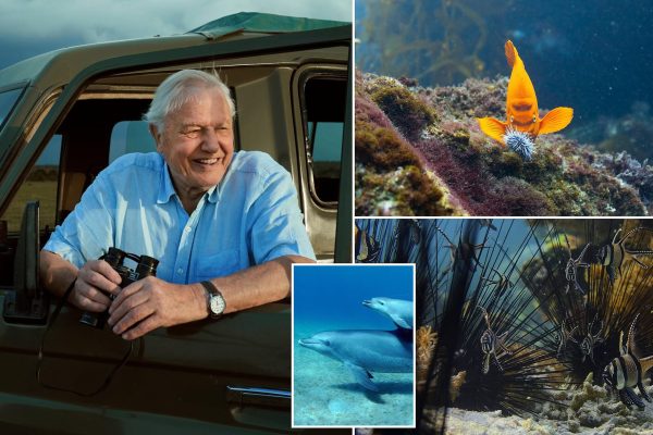 Sir David Attenborough’s New Series ‘Parenthood’ Filmed in a Fish Tank, BBC Confirms