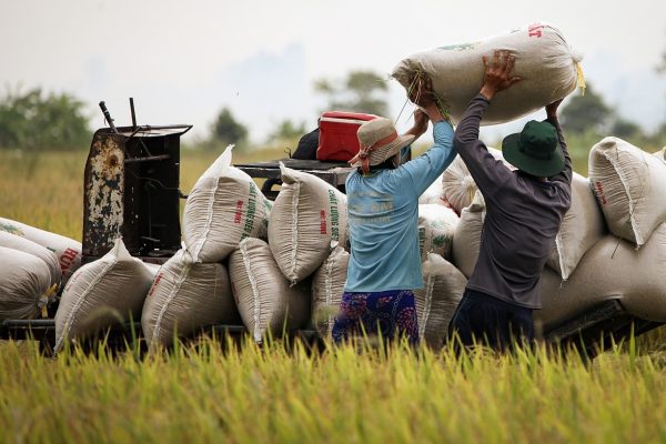 Vietnam Rice Prices Plunge as Philippines Bans Imports