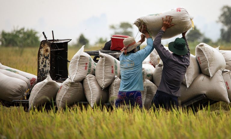 Vietnam Rice Prices Plunge as Philippines Bans Imports