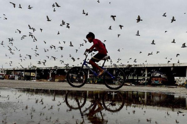 Health vs Heritage: Pigeon Feeding Ban Divides India