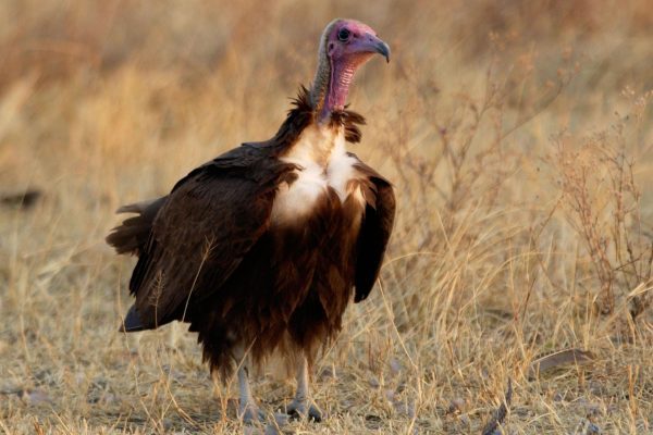 Vultures to be Bred in Wales for Survival