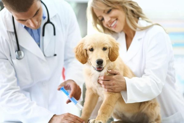Regular Health Checks Crucial for Pets to Prevent Infection Spread – Experts